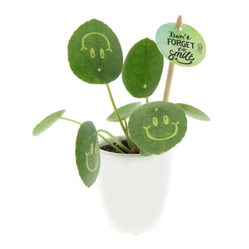 Smylieplante i keramisk potte - Billede 2